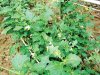 images491924_cagai.jpg