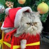 FB_IMG_1608825987562.jpg