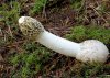 stinkhorn.jpg