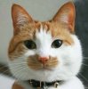 upload_2022-7-18_13-14-22.jpeg