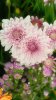 DSCF6614.JPG