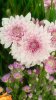 DSCF6612.JPG