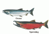 salmon-metamorphosis.gif