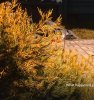 img_1_1749721393866.jpg