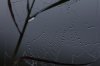 IMG_2499.jpeg
