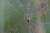 IMG_2500.jpeg