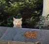 IMG_8971.jpeg