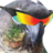 WICKEDdookie.png