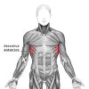 250px-Serratus_anterior.png