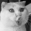ava.png