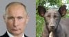 PutinDog.jpg