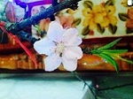 hải tặcc