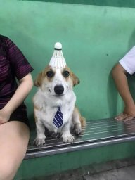 Đại học sĩ
