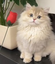 Cat.v6