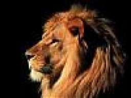 LionKingX