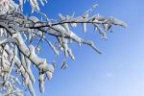 wintertree
